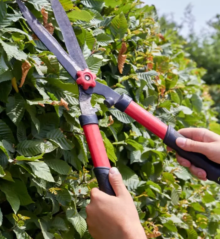 hagen snoeien door BVO Onderhoud